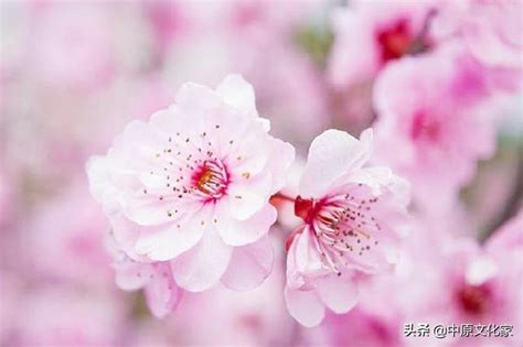 桃花來的徵兆|【桃花是什麼意思】認識桃花運：想知道「桃花」的真實涵義嗎？